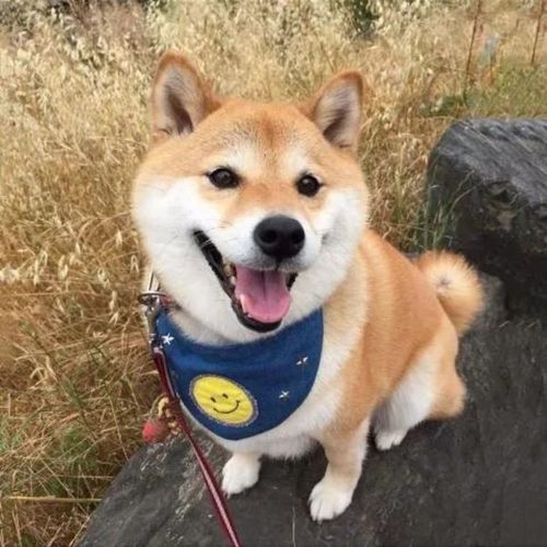 家养犬日本柴犬日系活体宠物狗柴犬活体幼犬宠物狗混血狗狗小型犬【12