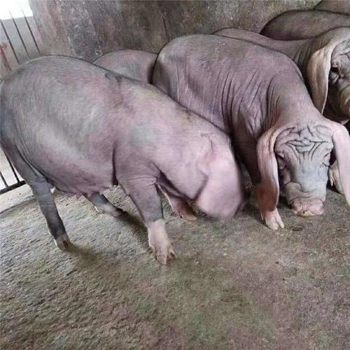 太湖母猪二花脸 黑太湖母猪价钱一头 黑猪种猪繁育基地