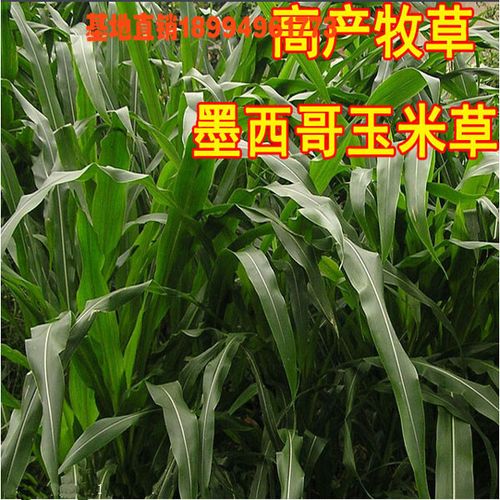 购客墨西哥玉米草种子优12进口南北方多年生黑麦草养羊牛鸡鱼黑牧草籽