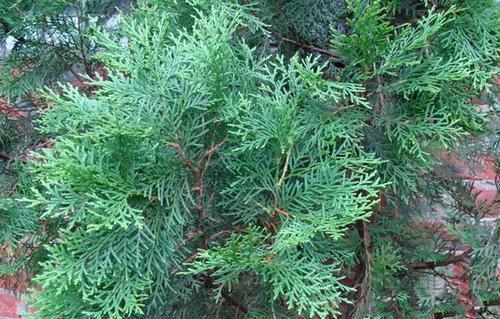 侧柏叶可以生发有什么科学依据吗