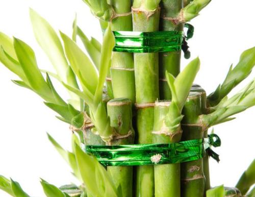 水养富贵竹生根最快法