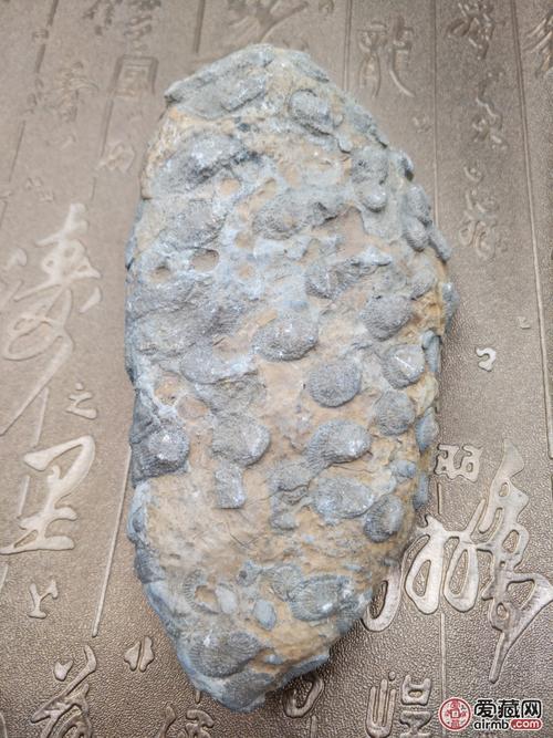 贝壳化石.超级稀有珍贵品种.*值得拥有收藏价值连城