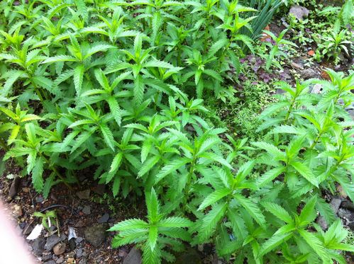 这是什么植物呀?有人说是冬虫夏草?