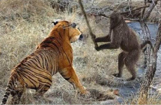 老虎紧追捕杀猴子,没想到惨遭猴子一计反杀,镜头记录