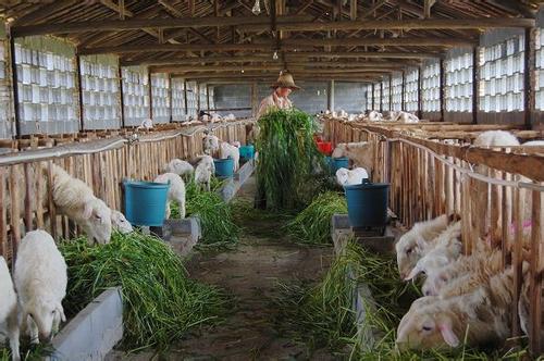 2018农村养羊一年能赚多少钱?