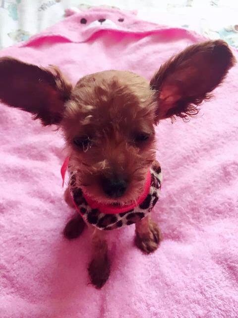 飞耳泰迪的蜕变