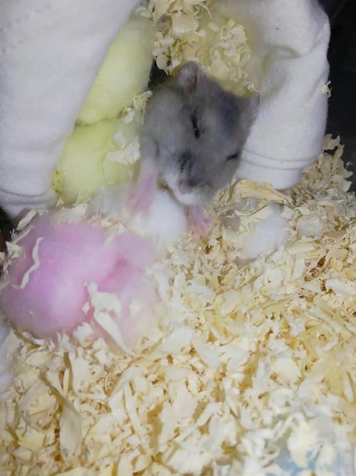 仓鼠挑食 很瘦 一摸都是骨头 怎么办