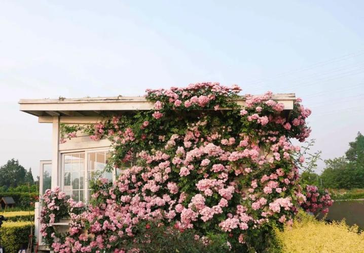 看到这样的月季花墙,真的要实名羡慕了!