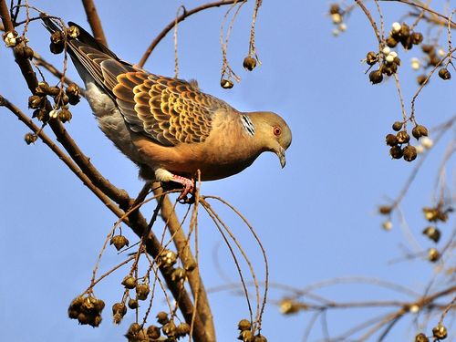 人工饲养的斑鸠吃什么