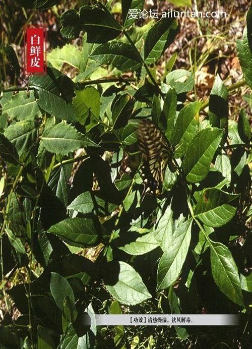 中药百草图(三)