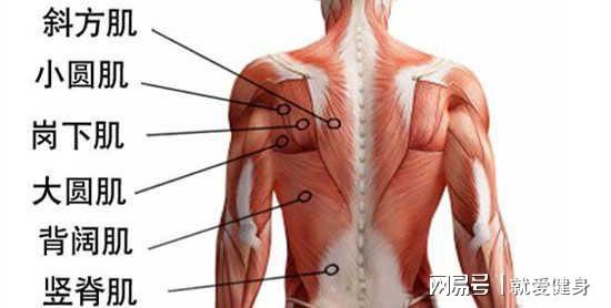 背阔肌