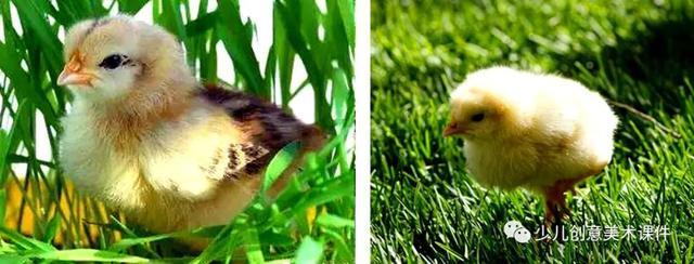 创意美术|《小鸡小鸡咕咕咕》