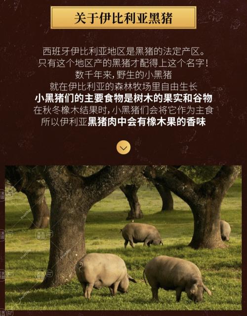 伊比利亚黑猪脊排