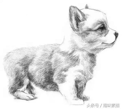 在画素描小狗的时候大家注意保持