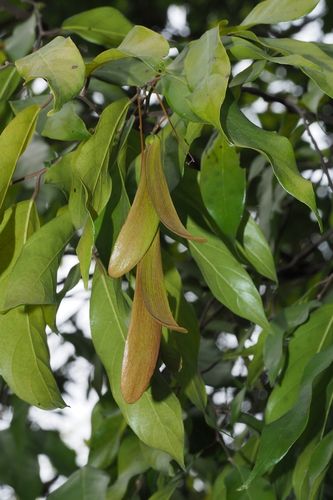 狭叶坡垒hopea chinensis