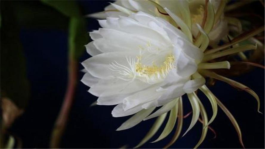昙花简笔画