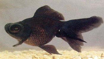 养黑色金鱼黑色金鱼叫啥名字