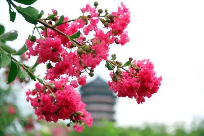 市花",紫薇到了五月至十一月是开花的季节,钦州很多街道和公园都种植