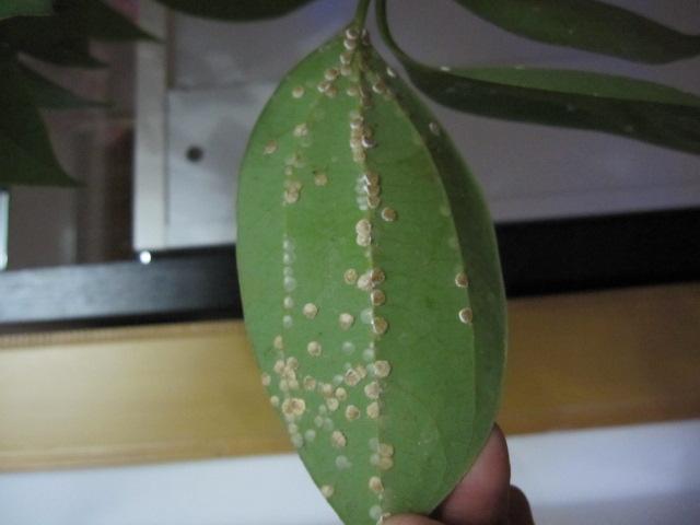 展开全部 介壳虫,专吸食叶汁,使大量的叶子被破坏,严重的导致整棵