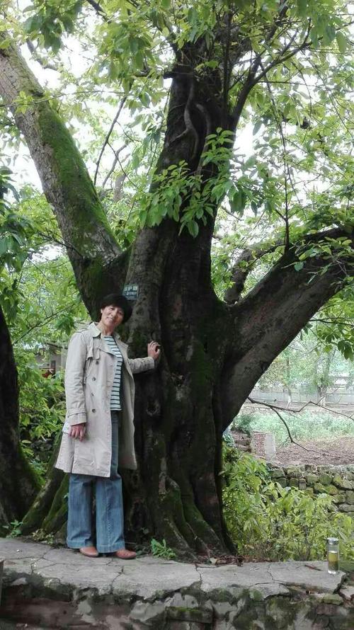 根深叶茂的黄桷树绽放着勃勃生机.