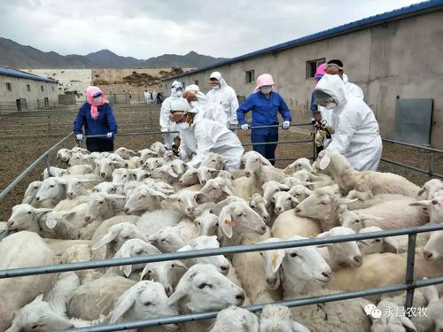 防疫工作者为东寨镇人民筑起布病防护屏障