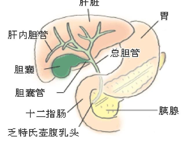 胆石症的护理:讲解了胆道系统的解剖,病因,治疗及护理.