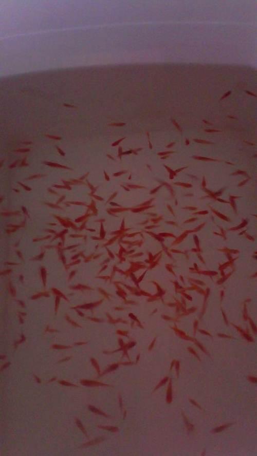 自己家养的红箭鱼出售