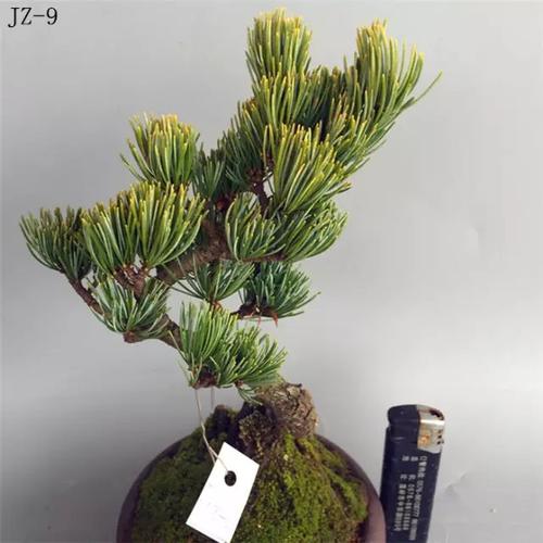 金针大阪松 jz-9