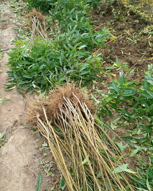 [黄桃树苗批发]黄桃树苗 0.5~1米价格5元/株 - 惠农网