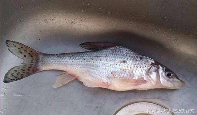东北有名的三花一岛,都是哪几种鱼?你都吃过吗