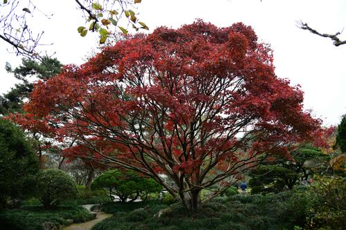 羽毛枫,鸡爪槭和五针松,黄,红,绿三色搭配,秋意甚浓.