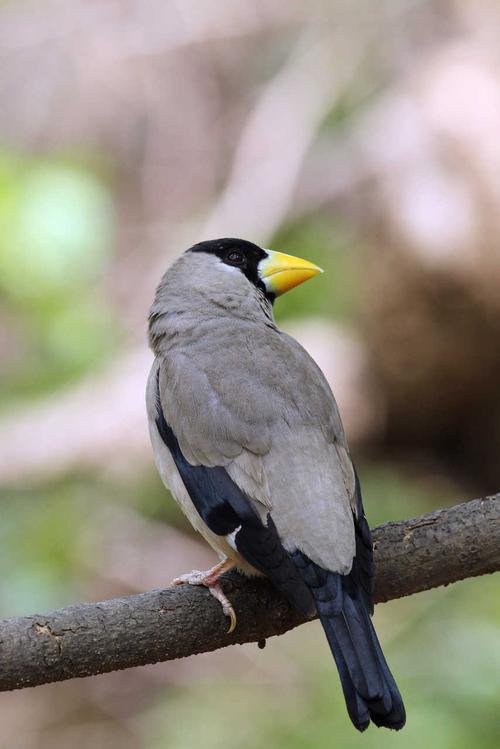 竖拍背版的黑头大蜡嘴