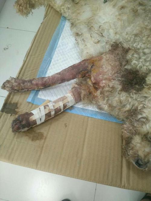 小狗前腿被车压断了