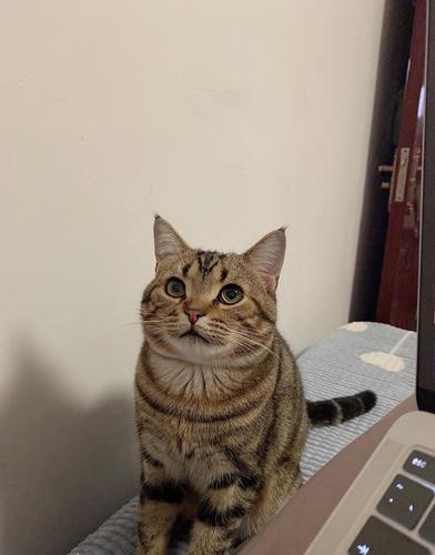 美短金虎斑找女朋友啦