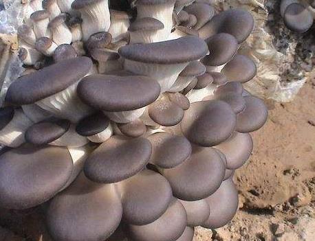 平菇如何保存?平菇可以存放多长时间?