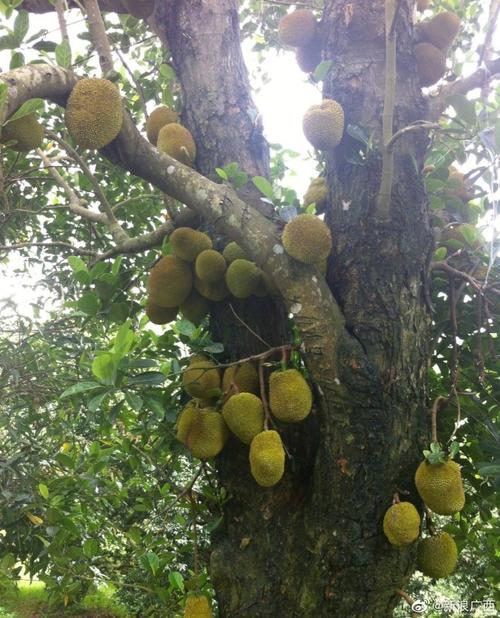 广西百年木菠萝树迎丰收一棵老树结140多颗果价值近3万元你今年吃过