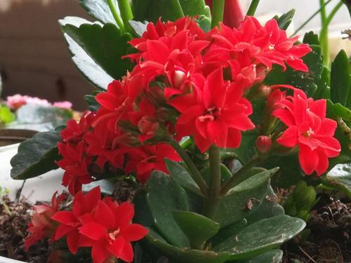 今天有点阳光,晒晒我的中国红长寿花!