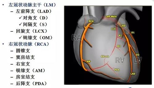 冠状动脉三大分支详细图