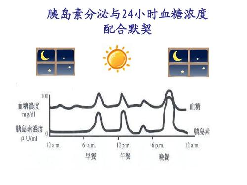 胰岛素分泌与24小时血糖浓度 配合默契