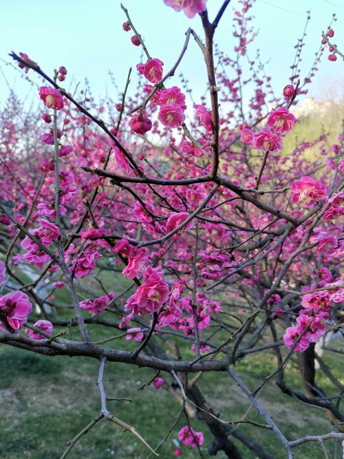 合肥匡河公园赏梅花