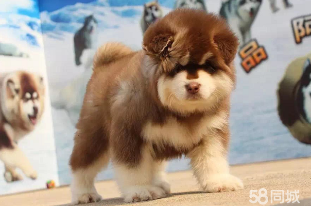 巨型熊版阿拉斯加雪橇犬 十字脸桃心脸阿拉宝宝均有