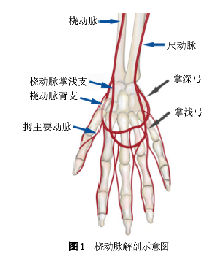 继而位于桡侧腕屈肌与肱桡肌之间,至桡骨茎突处发出掌浅支与尺动脉