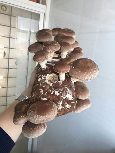 新鲜饱满的香菇终于可以采摘了,好香.