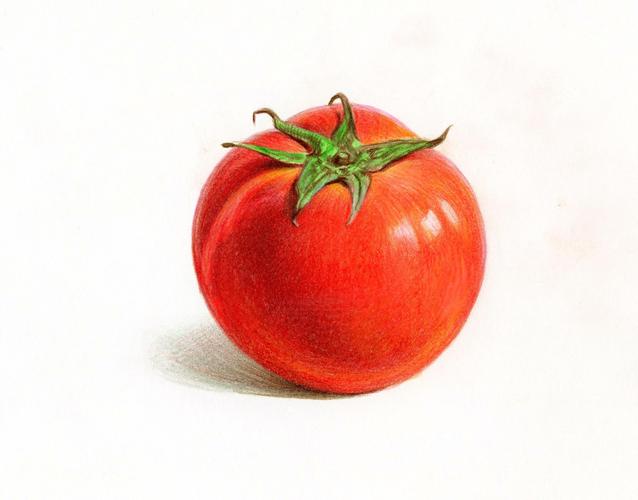 西红柿 彩铅画教程 超写实 手绘 插画 彩铅 课程 教程 水溶性彩铅 零