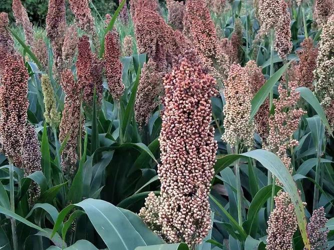 日月峡中草药(783)--高粱1