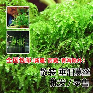 嘟嘟水族~水草~前景~垂泪莫丝/moss/散装 包邮