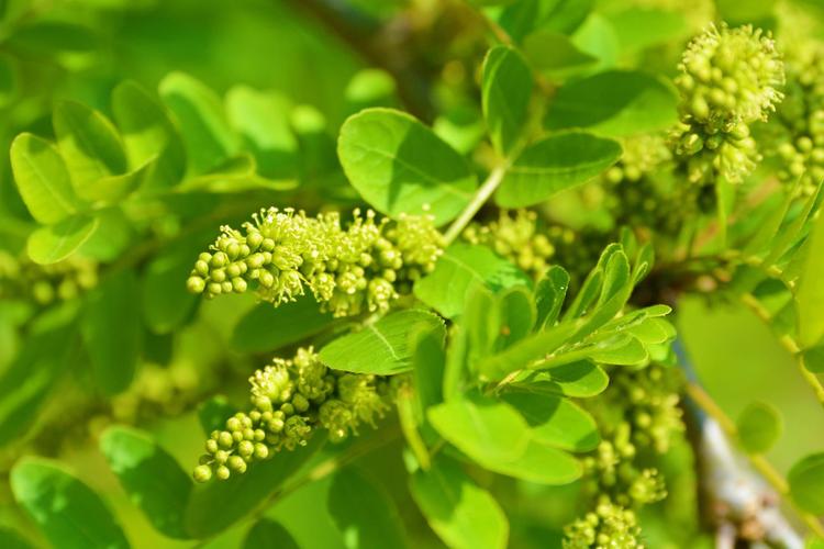 皂角花,原创拍摄