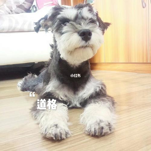 雪纳瑞圆耳是怎么来的?