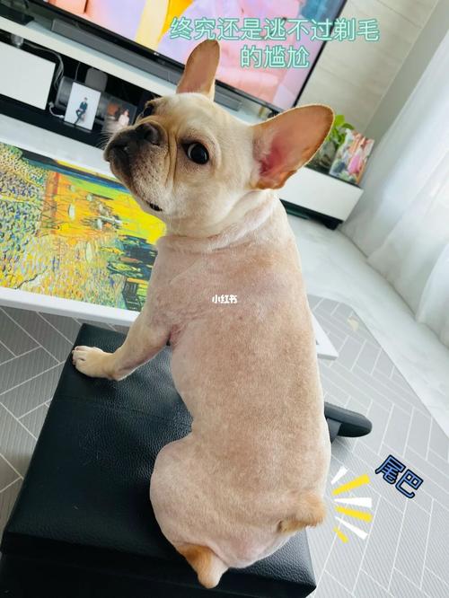 法斗皮肤病剃了毛,多久能长出来?