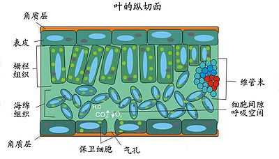 在叶片的纵切面可见三种主要结构:表皮组织(即上,下表皮),叶肉组织